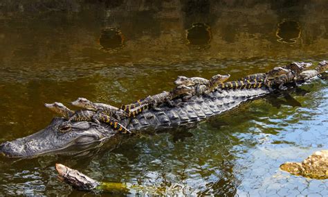 Do You Need a License to Fly a Drone in Florida? And Why Are Alligators Not Invited to the Party?